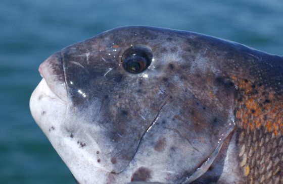 Tips for Catching Tautog